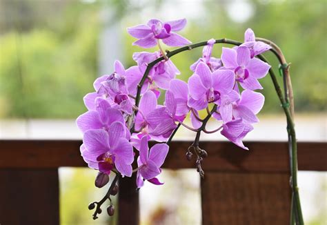 How to Propagate Phalaenopsis Orchids | Hunker | Phalaenopsis orchid, Orchid propagation, Orchid ...