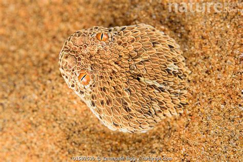 Stock photo of Peringuey's adder (Bitis peringueyi) emerging from ...