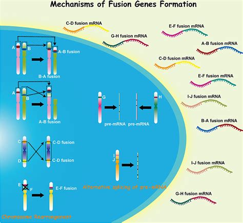 Frontiers | Fusion Genes Altered in Adult Malignant Gliomas