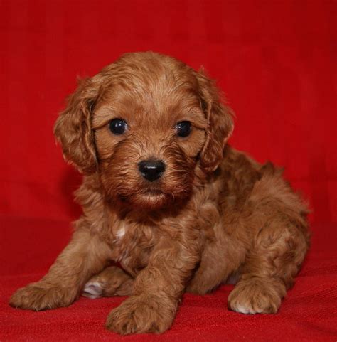 Cavapoo (Cavalier-King Charles Spaniel mix) Info, Temperament, Pictures