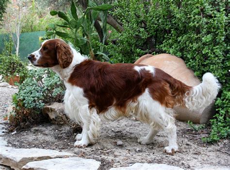 Springer Spaniel Grooming: A Guide With Haircut Pictures