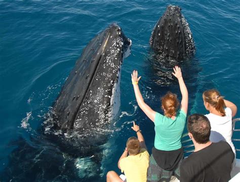 Whale Watching Hervey Bay - The Ultimate Guide To Choosing a Tour