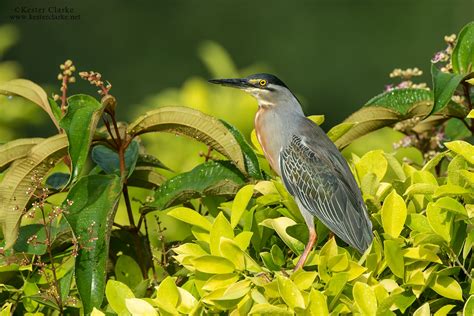 Striated Heron - Kester Clarke Wildlife Photography