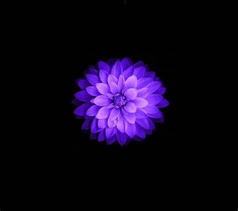 Purple Flower Black Background