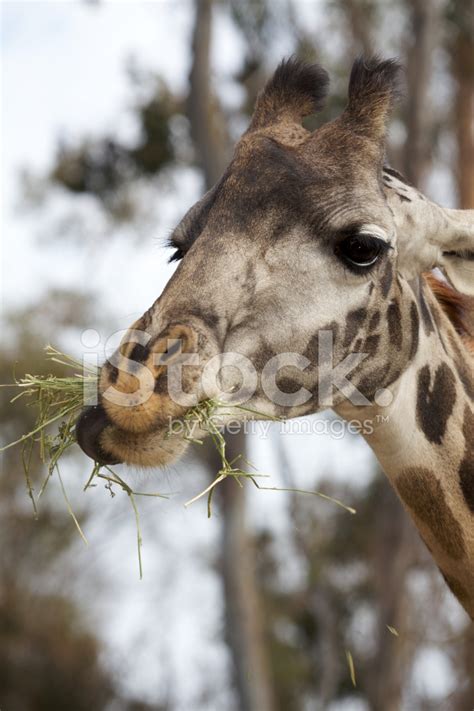 Giraffe Eating Grass Stock Photo | Royalty-Free | FreeImages