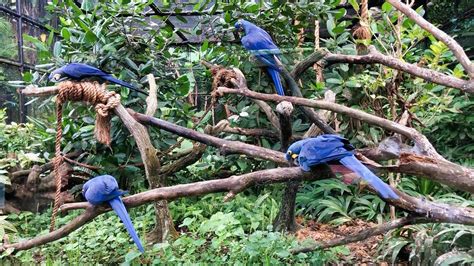 Jurong Bird Park Attractions and Shows |Monday Go Travel