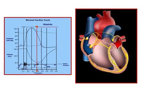 USMLE® Step 1 High Yield: Cardiology: Cardiac Cycle Animation - YouTube