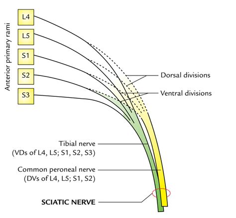 Sciatic Nerve – Earth's Lab