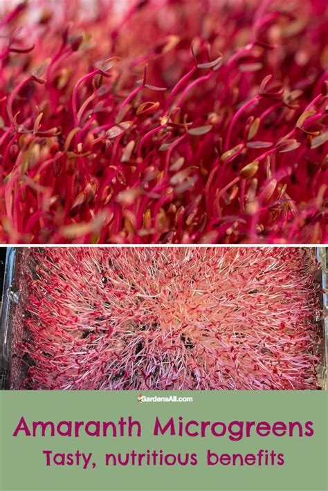 Amaranth Microgreens Benefits and Nutrition Facts to Know - GardensAll