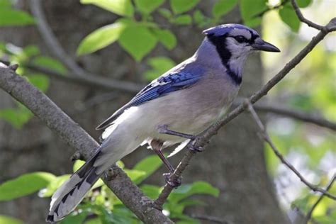 Decoding Blue Jay Sounds: Why do blue jays squawk?