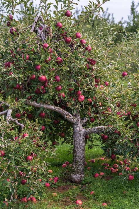 Pink Lady Apple Tree | ubicaciondepersonas.cdmx.gob.mx