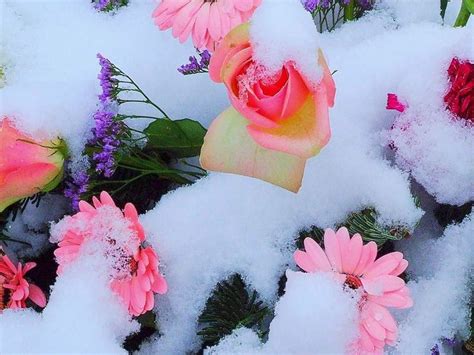 9 best images about snow flowers on Pinterest | Winter flowers, Blog ...