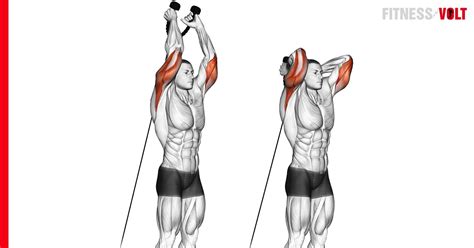 Master the Cable Overhead Triceps Extension with Rope Today! – Fitness Volt