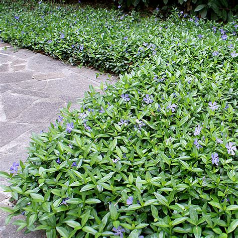 1 X VINCA MINOR SMALL WHITE PERIWINKLE EVERGREEN SHRUB HARDY GARDEN PLANT IN POT