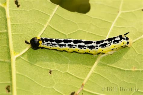 Catalpa Worm Moth