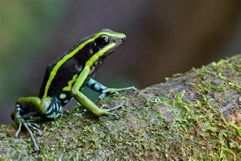 Amphibians Amazon Rainforest — Manu Jungle Trips