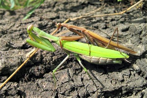 Giant Rainforest Mantis Facts! | Always Learning!