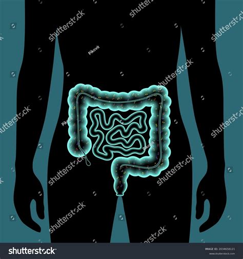 Gut Microbiome Medical Poster Microflora Bacteria Stock Vector (Royalty ...