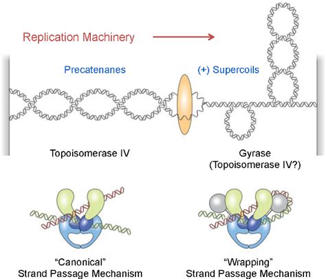 Figure 1 from Activities of gyrase and topoisomerase IV on positively ...