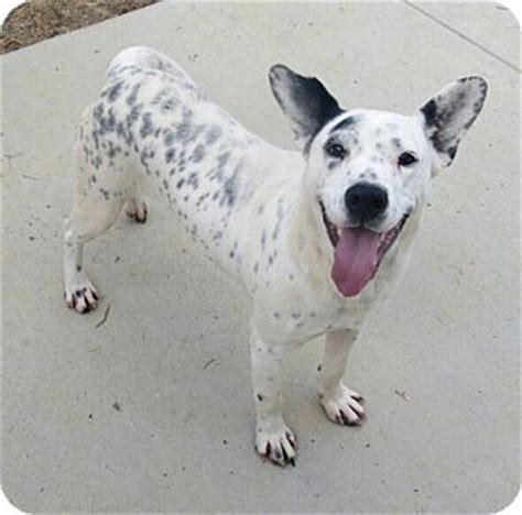 Virginia Beach, VA - Dalmatian/Blue Heeler Mix. Meet Harley a Dog for Adoption. | Home wanters ...