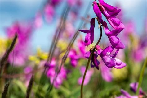 Premium Photo | Purple wildflowers on a field