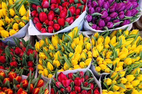 Tulip Bouquets Free Stock Photo - Public Domain Pictures