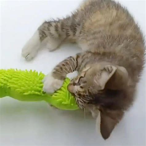 Interactive Green Caterpillar Catnip Toy for Kittens - Purr Market