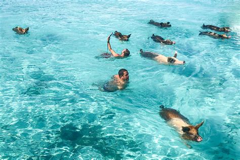Pig Beach Tour: How to experience the Bahamas Swimming Pigs