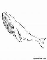 Killer Whale Coloring Pages  ColoringDraftcom sketch template