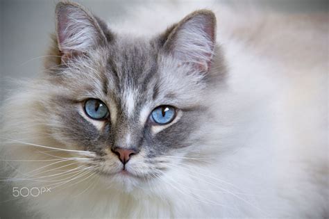 Closeup of the beautiful blue eyes ragdoll cat. | Ragdoll cat, Gorgeous cats, Cats