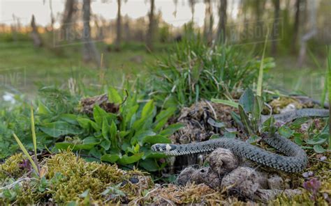 Grass snake (Natrix natrix) in habitat, Aland Islands, Finland, May. - Stock Photo - Dissolve