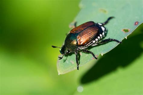 How to Get Rid of Japanese Beetles | Garden Design