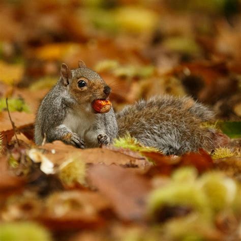 Grey squirrel with chestnut in autumn leaves Photograph by Izzy Standbridge | Fine Art America