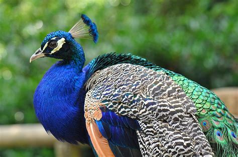 Peacock Free Stock Photo - Public Domain Pictures