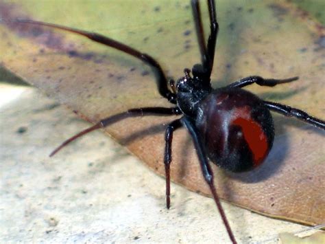 Download Spider Animal Redback Spider Wallpaper