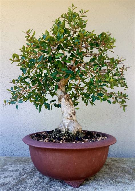 Picture 5 - I pruned my Yaupon Holly Pre-bonsai. 8/4/18 | Pre bonsai, Bonsai garden, Bonsai