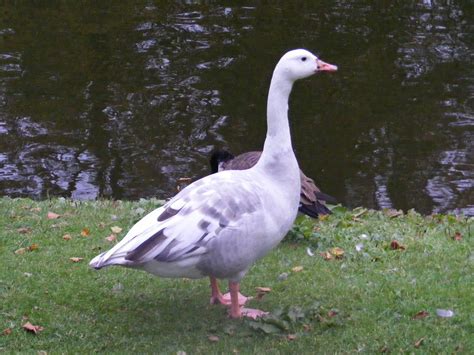 a hydra's cryptic ramblings: More hybrid geese: white Canada x domestic, Birmingham