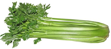 Celery Vegetable Food - Free photo on Pixabay - Pixabay