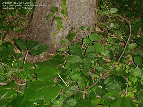 Plant Identification: CLOSED: Invasive vine, 1 by Eleven