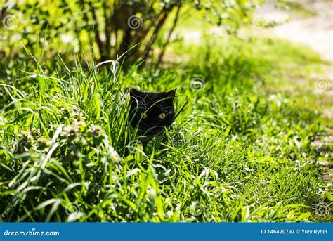 Black Cat with Yellow Eyes Hiding in the Grass Stock Image - Image of hide, hiding: 146420797