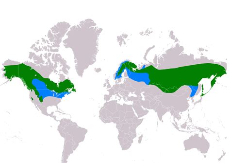 Pine Grosbeak - Facts, Diet, Habitat & Pictures on Animalia.bio