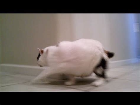 Fat cat runs - YouTube