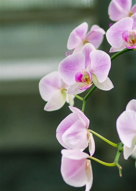 Pink Orchid by Mana-C-E on DeviantArt