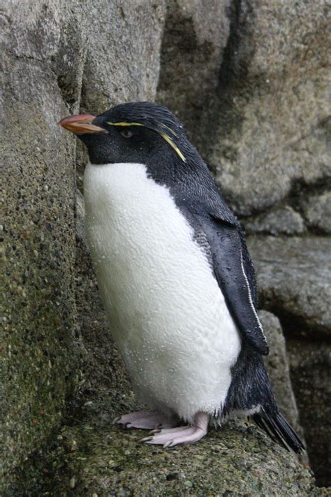 Rockhopper Penguin at Detroit Zoo