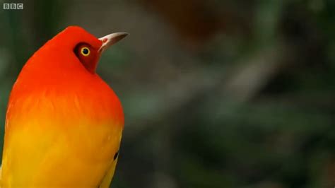 🔥The courtship display of the Flame Bowerbird : r/NatureIsFuckingLit