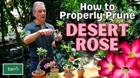 How to Properly Prune Desert Rose (Adeniums) - YouTube