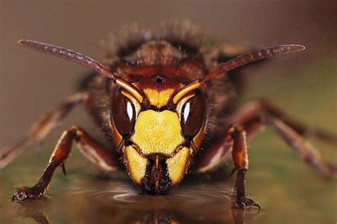 How to differentiate the Asian killer wasp from normal wasps? | Hornet | Giant Asian Wasp | USA ...