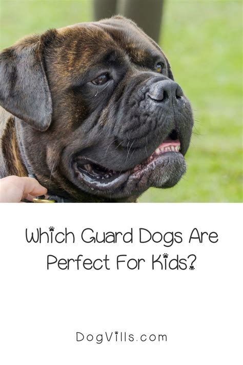 Top 5 Guard Dogs for Kids in 2021 | Dogs and kids, Guard dogs, Funny dog pictures