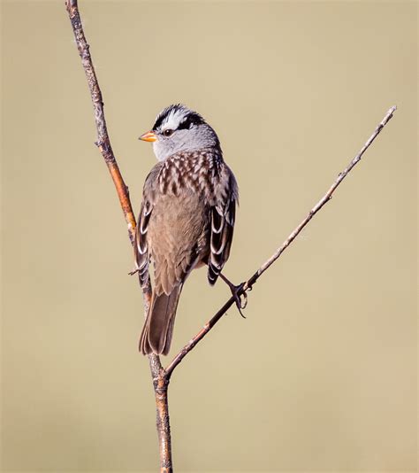 White-crowned Sparrow | Audubon Field Guide