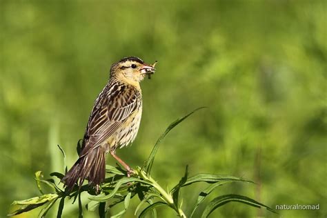 "Bobolink / Female" by naturalnomad | Redbubble